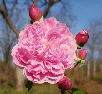 Harlow Carr (tufa)