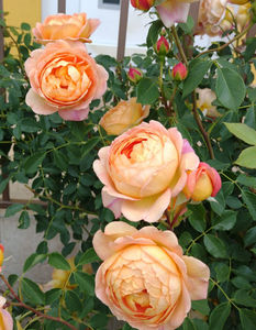 Lady of Shalott (tufa) 40; Parfum puternic. Inflorire repetata tot sezonul.
Inaltime 120-150 cm.
