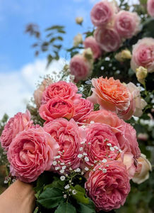 Abraham Darby (tufa) 40; Culoare: Caisă.  Înflorirea repetată
Parfum: Puternic, Fructat. Dimensiunea florii: mare
Familie: trandafir englezesc
Dimensiune: Arbust mare peste 1m
