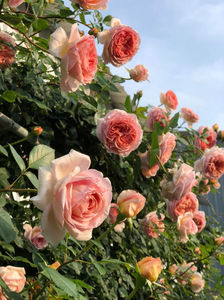 Abraham Darby (tufa) 40; Culoare: Caisă.  Înflorirea repetată
Parfum: Puternic, Fructat. Dimensiunea florii: mare
Familie: trandafir englezesc
Dimensiune: Arbust mare peste 1m
