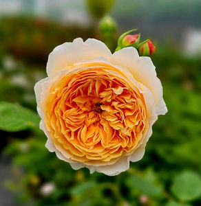 Crown Princess Margareta (urcator) 50; Parfum puternic fructat. Inflorire puternica, repetata tot sezonul. Inaltime mare..3-4m
