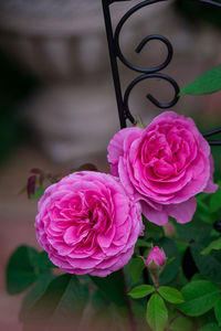 Gertrude Jekyll  (urcator) 50; Parfum foarte puternic. Inflorire repetata tot sezonul.
Inaltime 150-300 cm.
