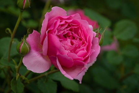 Gertrude Jekyll  (urcator) 50; Parfum foarte puternic. Inflorire repetata tot sezonul.
Inaltime 150-300 cm.
