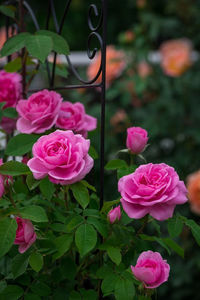 Gertrude Jekyll  (urcator) 50; Parfum foarte puternic. Inflorire repetata tot sezonul.
Inaltime 150-300 cm.
