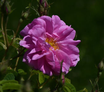 Kazanlak (tufa) Damasc 30; Parfum puternic.
Inflorire unica.
Inaltime 120-150 cm.
