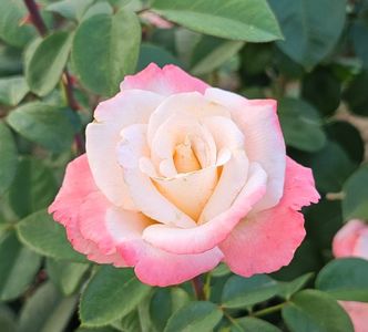 Laetitia Casta (tufa) 30; Parfum mediu. Inflorire repetata tot sezonul.
Inaltime 80-110 cm.
