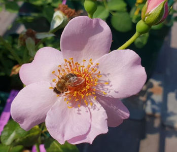 Lilac Charm (tufa) 40; Parfum puternic.
Inflorire repetata tot sezonul
Inaltime 50-60 cm.
