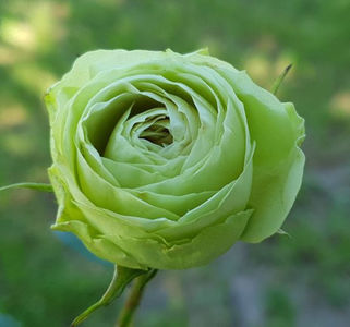 Lovely Green (tufa) 40; Parfum modest.
Inflorire repetata tot sezonul
Inaltime 60-80 cm.
