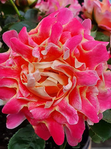 Pink Lady Ruffles (tufa) 40; Parfum moderat. 
Inflorire repetata tot sezonul.
Inaltime 60-80 cm.
