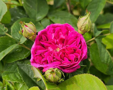 Rose de Rescht (tufa) Damasc 30; Trandafirul pentru dulceata!!!
Parfum foarte puternic.
Inflorire repetata tot sezonul.
Inaltime 80-120 cm.
