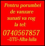 pets.fan@yahoo.com