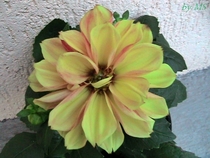 dalia pitica in ghiveci