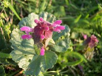 iarba de balta