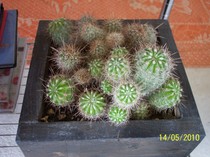 ghiveci pt cactusi; din lemn
