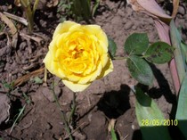 mini rosa