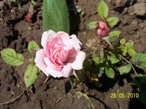 mini rosa