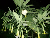 SANY2352