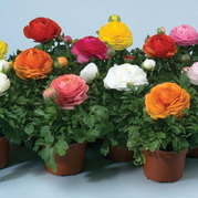 Ranunculus sau piciorul cocosului (poza preluata de pe internet)