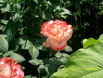 SANY9512