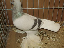 18545a
