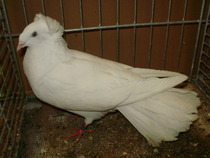 18547a zburator de danzig