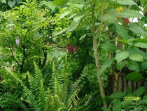 SANY0356