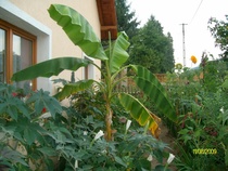 SANY5306