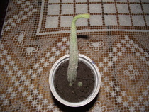 puisor pt Aalina