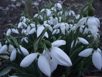vestitorii primaverii