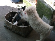 Picture 003