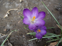DSCF2662