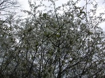 Picture 1492
