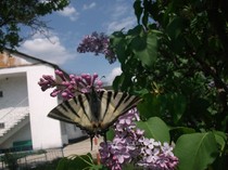 imaginile mele 210