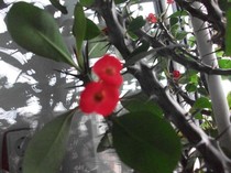 coronita lui Cristos