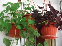 oxalis