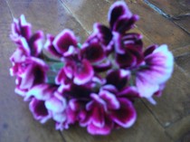imaginile mele 285