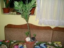 SANY6714