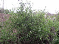 tufa