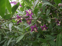 florile