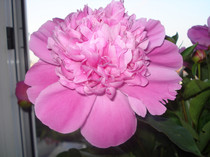 BUJORI