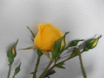 imaginile mele 782