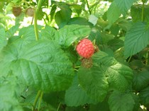 zmeura; 20.06.2011
