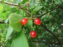 cirese