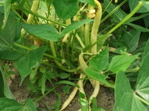 fasole fideluta