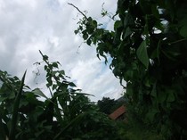 fasole pe randuri