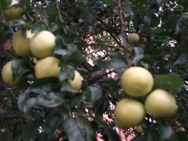 corcoduse
