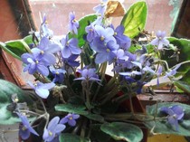 violete