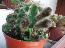 cactusi