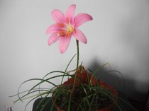 imaginile mele 2109