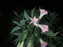 Photo0249
